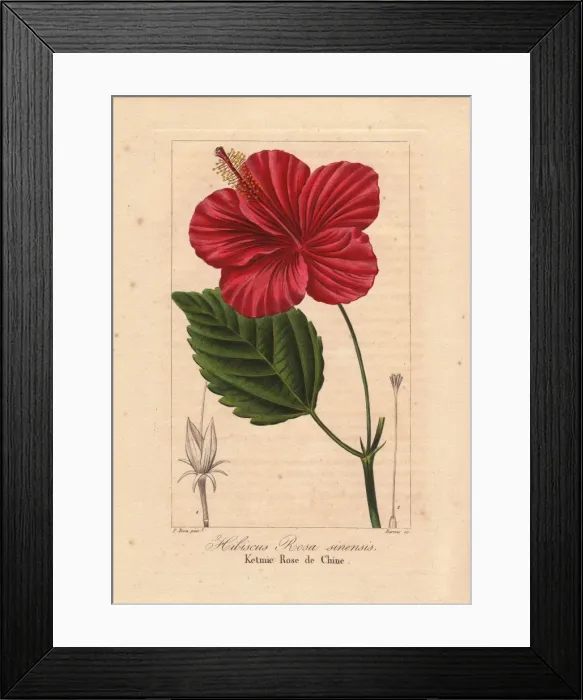 Framed Print : Chinese hibiscus, Hibiscus rosa sinensis Framed Print : Chinese hibiscus, Hibiscus rosa sinensis
