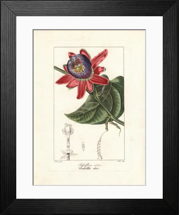 Framed Print : Winged-stem passion flower, Passiflora alata Framed Print : Winged-stem passion flower, Passiflora alata
