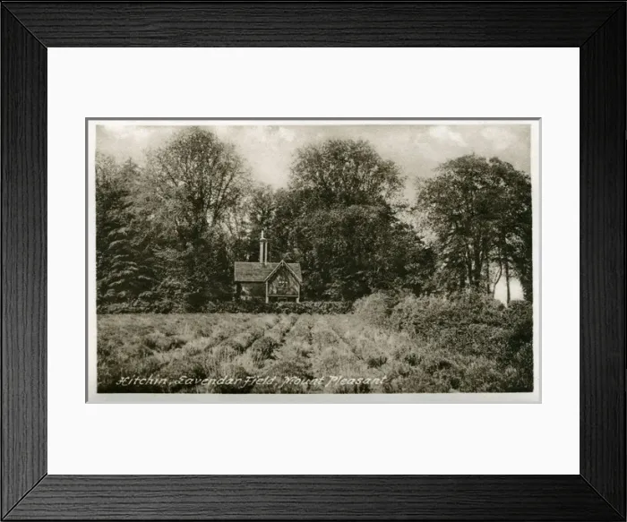 Framed Print : Lavender Field & Cottage, Mount Pleasant, Hertfordshire Framed Print : Lavender Field & Cottage, Mount Pleasant, Hertfordshire