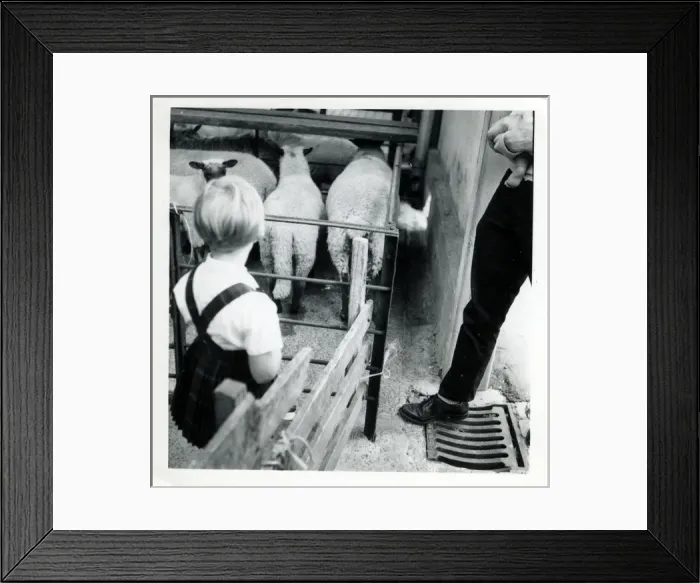 Framed Print : Sheep - Southampton Zoo, Southampton, Hampshire Framed Print : Sheep - Southampton Zoo, Southampton, Hampshire