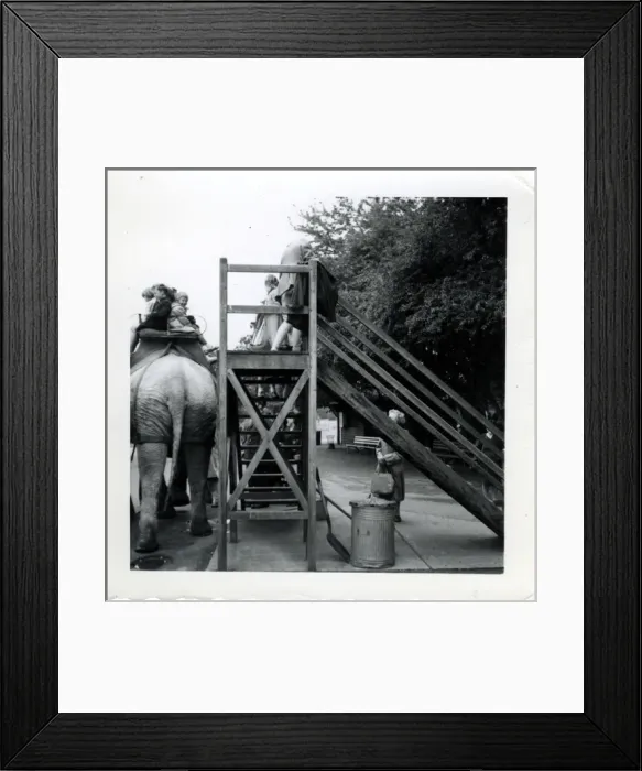 Framed Print : Elephant Ride - Southampton Zoo, Southampton, Hampshire Framed Print : Elephant Ride - Southampton Zoo, Southampton, Hampshire