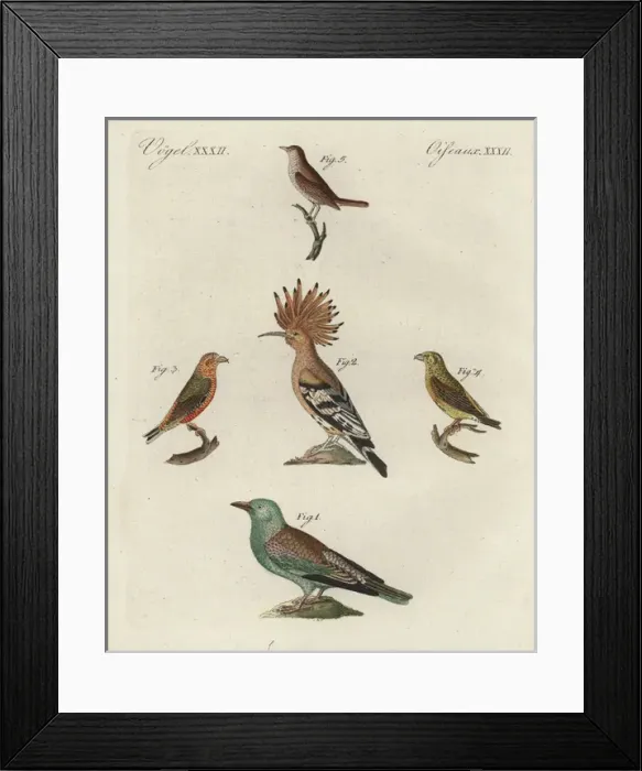 Framed Print : European roller, hoopoe, red crossbill Framed Print : European roller, hoopoe, red crossbill