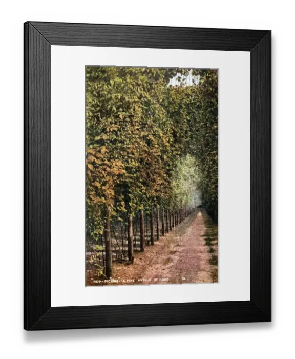 Framed Print : Avenue of Hops, Kent Framed Print : Avenue of Hops, Kent