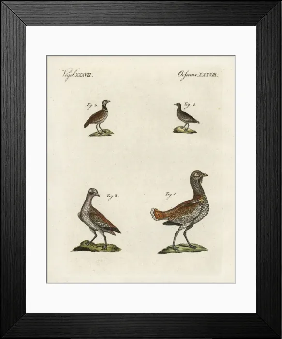 Framed Print : Great bustard and little bustard Framed Print : Great bustard and little bustard