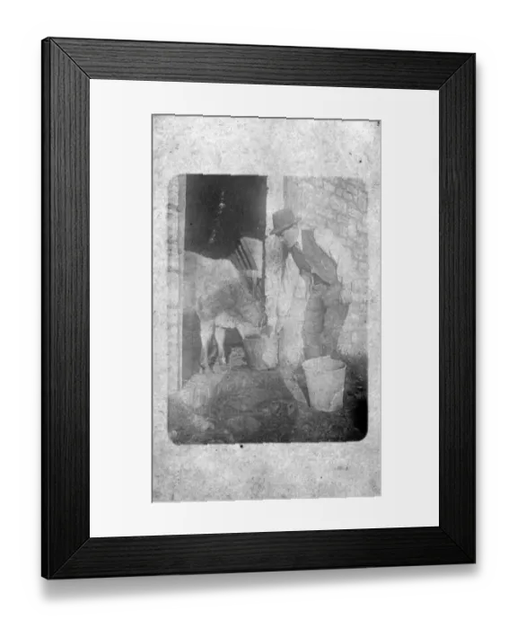 Framed Print : Farmer Feeding Calf - Woodborough Farm, Woodborough, Wiltshi Framed Print : Farmer Feeding Calf - Woodborough Farm, Woodborough, Wiltshi