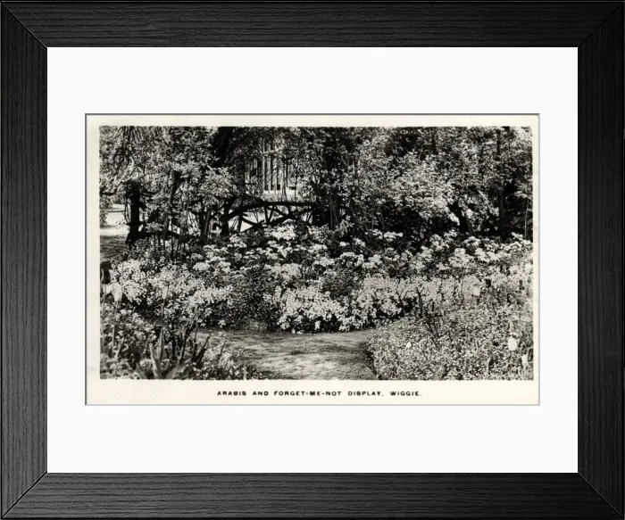 Framed Print : Arabis & Forget-me-Not Display, Wiggie, Surrey Framed Print : Arabis & Forget-me-Not Display, Wiggie, Surrey