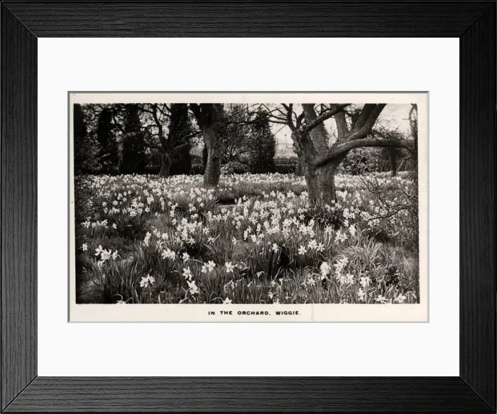Framed Print : The Orchard, Wiggie, Surrey Framed Print : The Orchard, Wiggie, Surrey