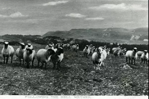 Flock of Sheep, Wether, Shetland
