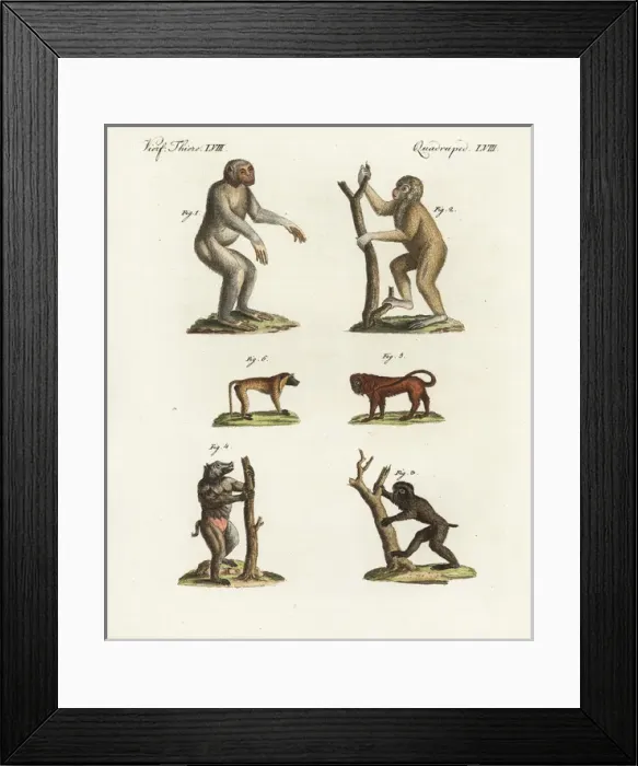 Framed Print : Chimpanzee, Bornean orang utan, and baboons Framed Print : Chimpanzee, Bornean orang utan, and baboons