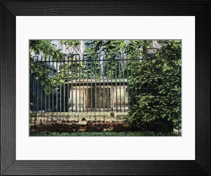 Framed Print : Fig Tree & Witchs Grave, Watford, Hertfordshire Framed Print : Fig Tree & Witchs Grave, Watford, Hertfordshire