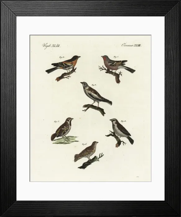 Framed Print : Chaffinch, brambling, white-winged snowfinch, and sparrows Framed Print : Chaffinch, brambling, white-winged snowfinch, and sparrows