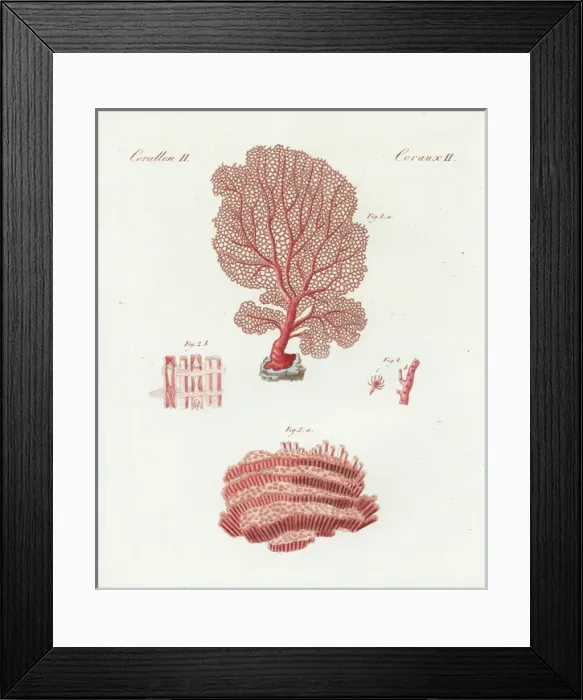 Framed Print : Venus sea fan and organ pipe coral Framed Print : Venus sea fan and organ pipe coral