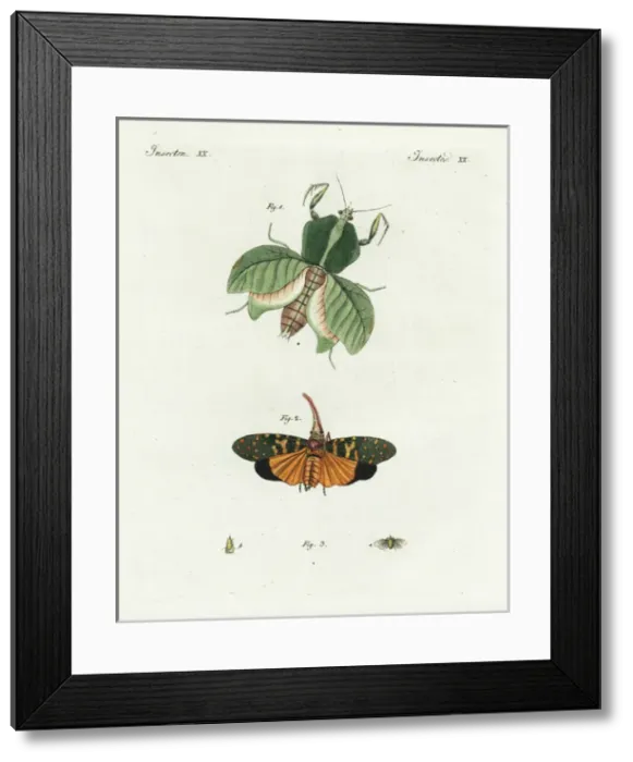 Framed Print : Leaf mantis, lantern fly, and european lantern fly Framed Print : Leaf mantis, lantern fly, and european lantern fly