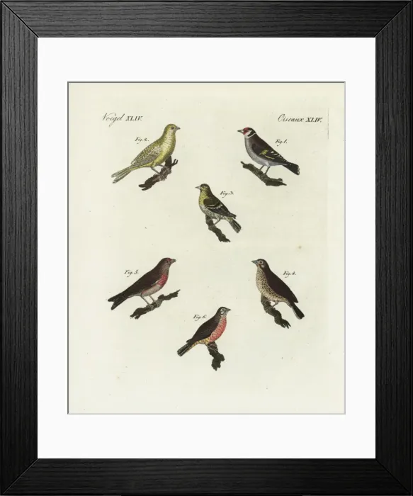 Framed Print : Goldfinch, blue chaffinch, siskin, linnet and redpoll Framed Print : Goldfinch, blue chaffinch, siskin, linnet and redpoll