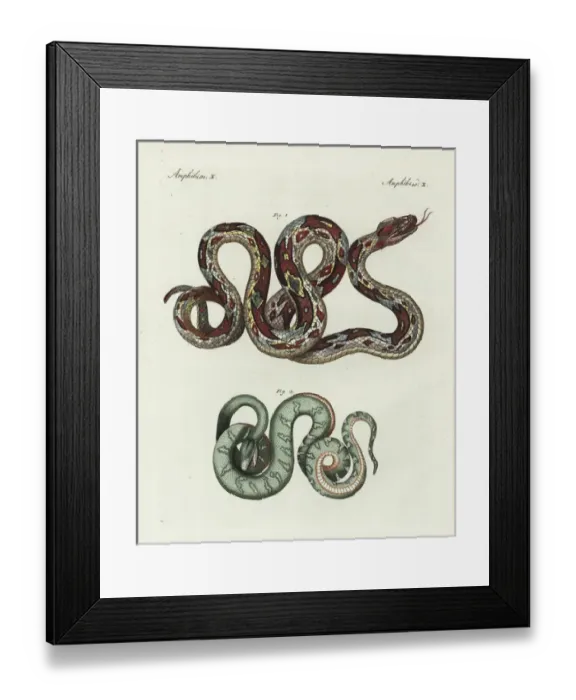Framed Print : Boa constrictor and emerald tree boa, Corallus canina Framed Print : Boa constrictor and emerald tree boa, Corallus canina