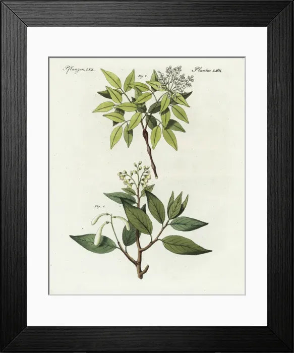 Framed Print : Balm of Peru and elemi gum tree Framed Print : Balm of Peru and elemi gum tree