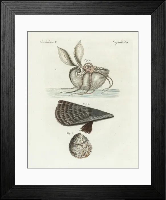 Framed Print : Great argonaut, rough penshell and European flat oyster Framed Print : Great argonaut, rough penshell and European flat oyster