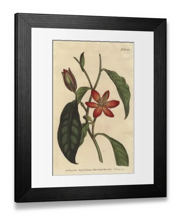 Framed Print : Brown-stalked magnolia with scarlet and orange Framed Print : Brown-stalked magnolia with scarlet and orange