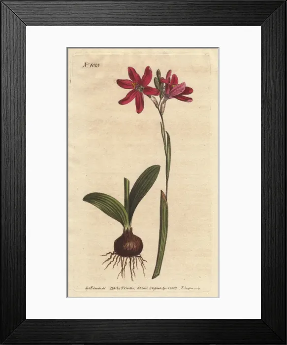 Framed Print : Rose-coloured ixia from South Africa, Ixia Framed Print : Rose-coloured ixia from South Africa, Ixia