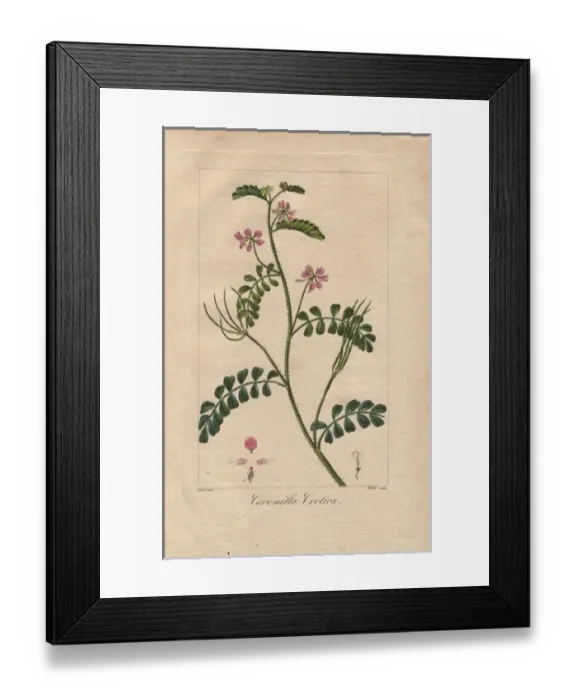Framed Print : Cretan crownvetch, Securigera cretica Framed Print : Cretan crownvetch, Securigera cretica