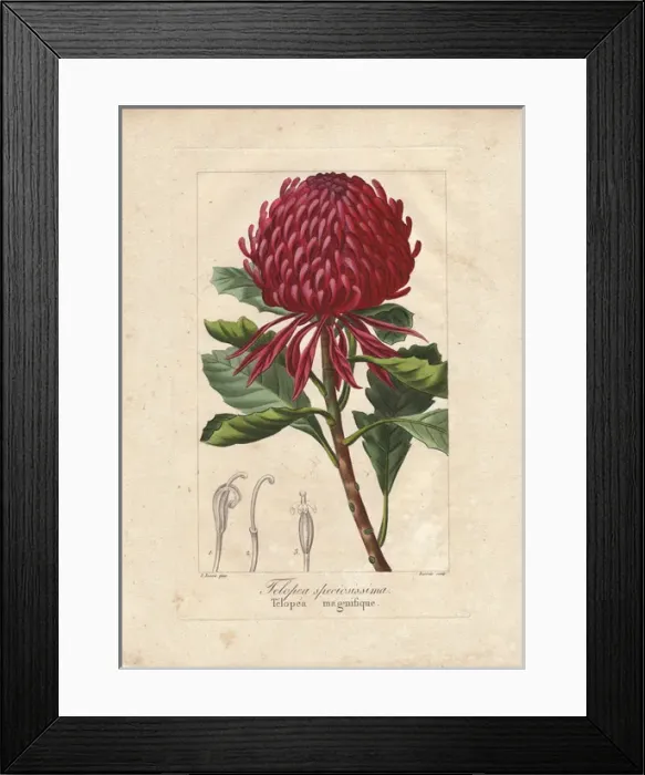 Framed Print : New South Wales waratah, Telopea speciosissima Framed Print : New South Wales waratah, Telopea speciosissima