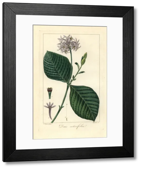 Framed Print : Pompom tree, Dais cotinifolia, native to South Africa Framed Print : Pompom tree, Dais cotinifolia, native to South Africa