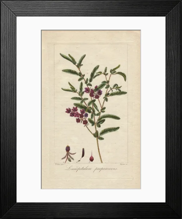 Framed Print : Purple velvet bush, Lasiopetalum purpurascens Framed Print : Purple velvet bush, Lasiopetalum purpurascens