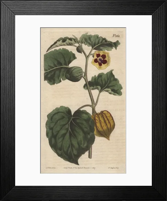 Framed Print : Eatable physalis, Cape gooseberry or Little Framed Print : Eatable physalis, Cape gooseberry or Little
