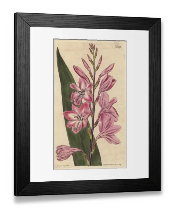 Framed Print : Pyramidal watsonia (dwarf gladiolus), native Framed Print : Pyramidal watsonia (dwarf gladiolus), native