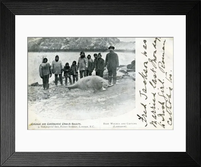 Framed Print : Walrus Pup & Captors, Newfoundland Framed Print : Walrus Pup & Captors, Newfoundland