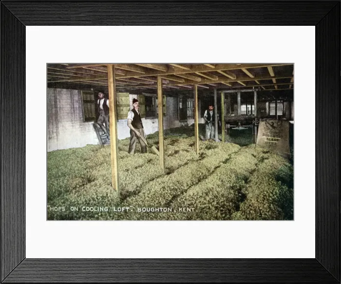 Framed Print : Hops in Cooling Loft, Boughton-under-Blean, Kent Framed Print : Hops in Cooling Loft, Boughton-under-Blean, Kent