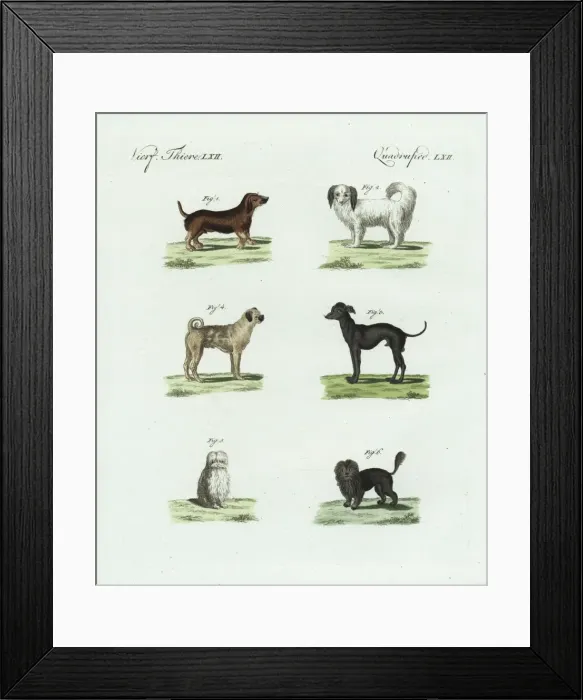 Framed Print : Breeds of dogs Framed Print : Breeds of dogs