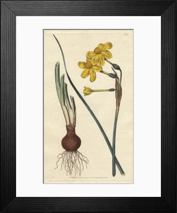Framed Print : Common jonquil with vivid yellow flowers, bulb Framed Print : Common jonquil with vivid yellow flowers, bulb