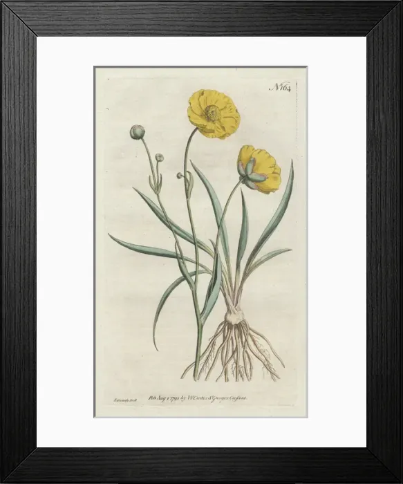 Framed Print : Grass-leaved crowfoot or buttercup, Ranunculus gramineus Framed Print : Grass-leaved crowfoot or buttercup, Ranunculus gramineus