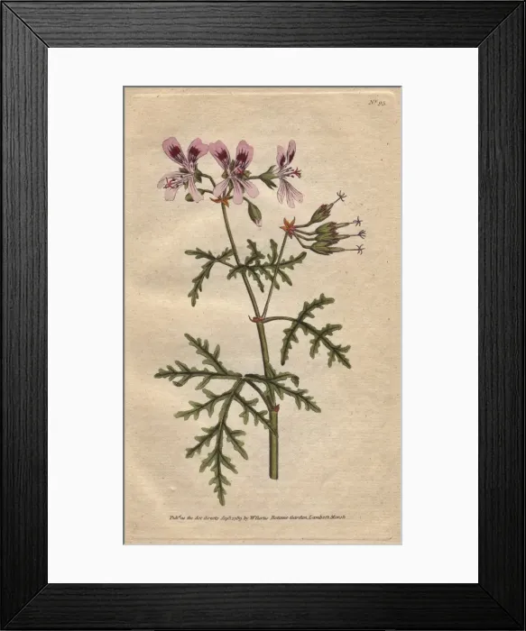 Framed Print : Rasp-leaved geranium with pink and purple flowers Framed Print : Rasp-leaved geranium with pink and purple flowers