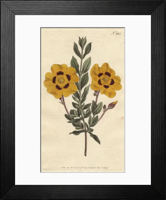 Framed Print : Beautiful cistus with vivid yellow flowers Framed Print : Beautiful cistus with vivid yellow flowers