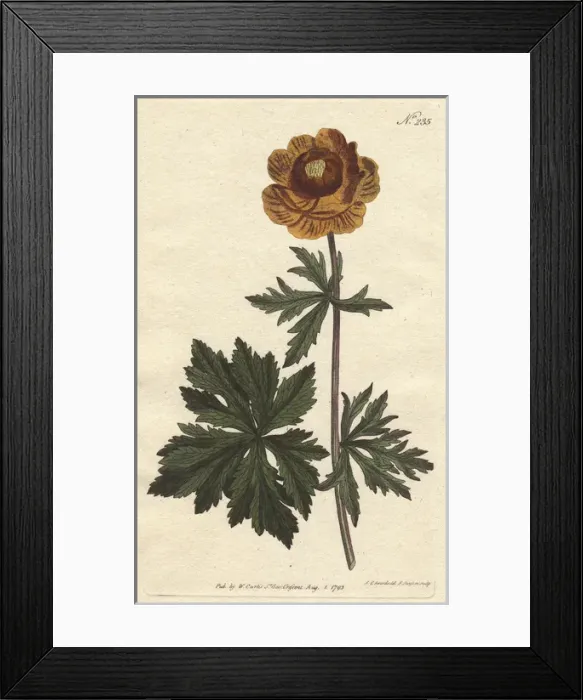 Framed Print : Asiatic globe flower with deep yellow flower Framed Print : Asiatic globe flower with deep yellow flower
