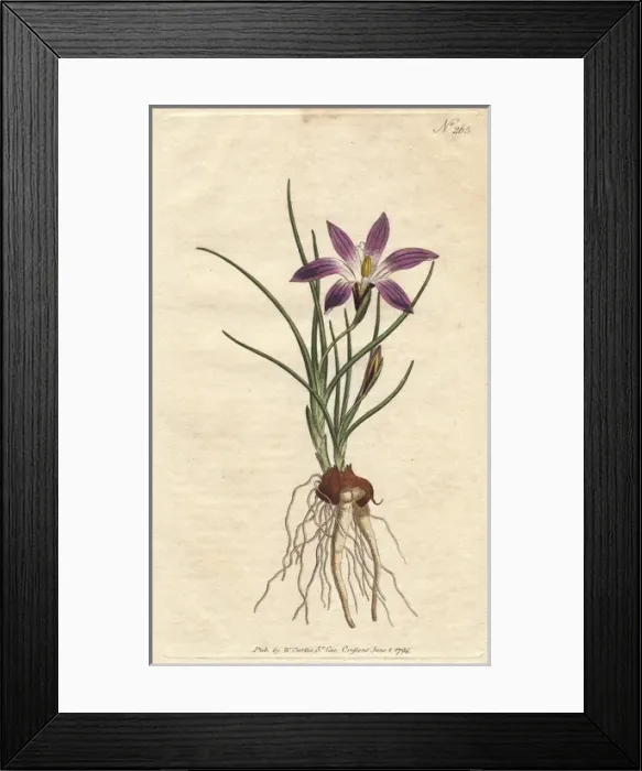 Framed Print : Crocus-leav d ixia with purple flowers, native Framed Print : Crocus-leav d ixia with purple flowers, native