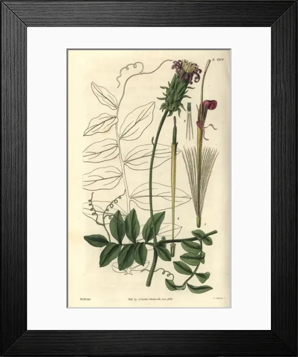 Framed Print : Handsome pinnate-leaved mutisia, Mutisia speciosa Framed Print : Handsome pinnate-leaved mutisia, Mutisia speciosa