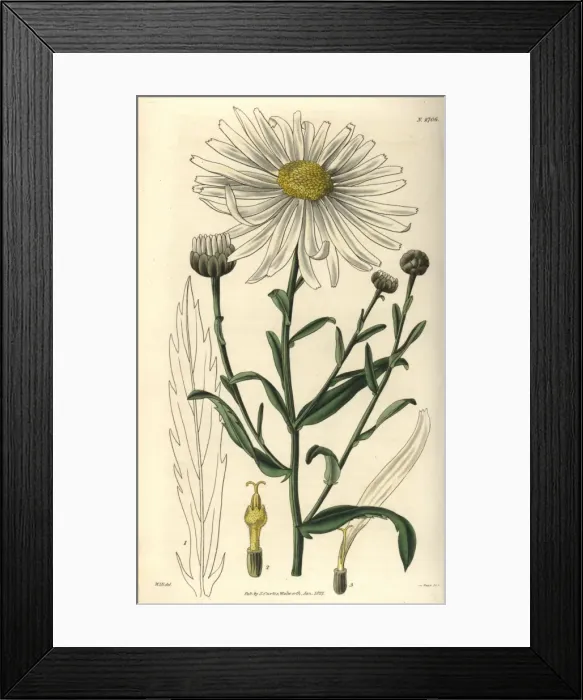 Framed Print : Large-flowered marsh ox-eye, Pyrethrum uligonosum Framed Print : Large-flowered marsh ox-eye, Pyrethrum uligonosum