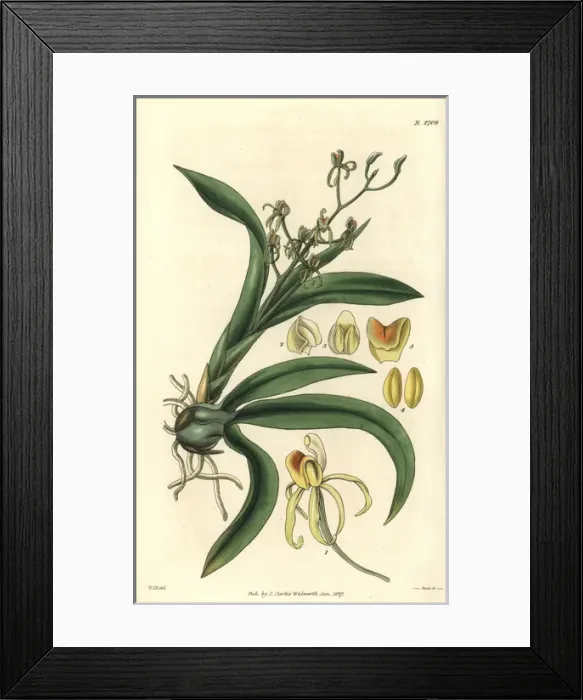 Framed Print : Many-leaved liparis orchid, Liparis foliosa Framed Print : Many-leaved liparis orchid, Liparis foliosa