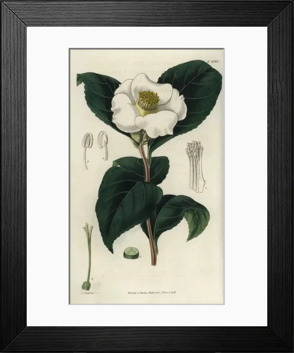 Framed Print : Single white-flowered camellia, Camellia japonica Framed Print : Single white-flowered camellia, Camellia japonica