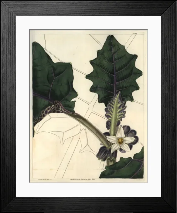 Framed Print : Angular-leaved downy naranjilla, with attractive Framed Print : Angular-leaved downy naranjilla, with attractive