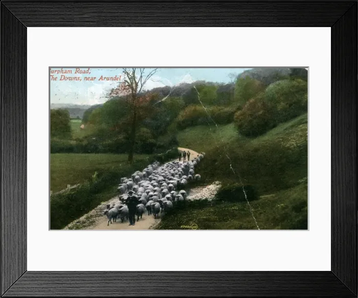 Framed Print : Herding Sheep on the Burpham Road, Burpham, Sussex Framed Print : Herding Sheep on the Burpham Road, Burpham, Sussex