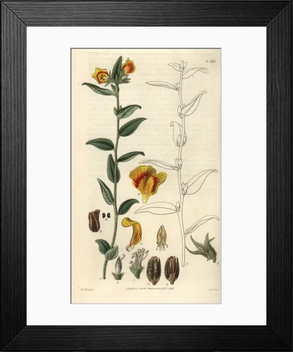 Framed Print : Mirbelia grandiflora, large-flowered mirbelia Framed Print : Mirbelia grandiflora, large-flowered mirbelia