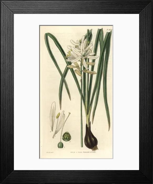 Framed Print : Scilla esculenta, esculent squill or camass Framed Print : Scilla esculenta, esculent squill or camass