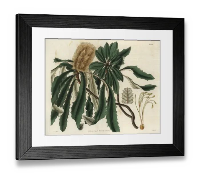 Framed Print : Banksia integrifolia, entire-leaved banksia Framed Print : Banksia integrifolia, entire-leaved banksia