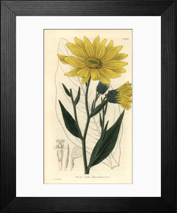 Framed Print : Helianthus pubescens, Illinois sunflower Framed Print : Helianthus pubescens, Illinois sunflower