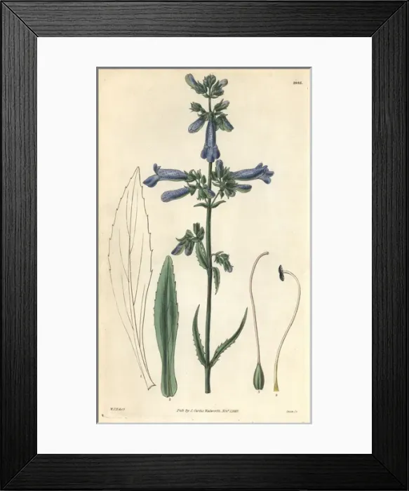 Framed Print : Slender penstemon, Penstemon gracilis Framed Print : Slender penstemon, Penstemon gracilis