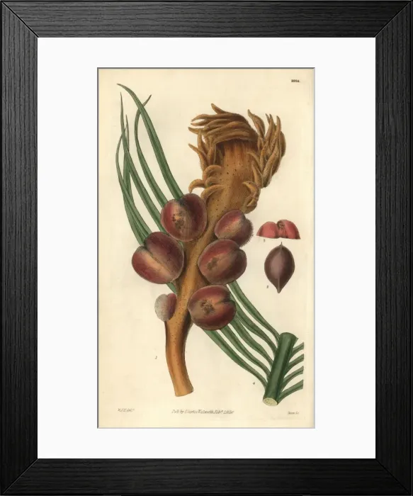 Framed Print : Sago cycas or narrow-leaved cycas, Cycas revoluta Framed Print : Sago cycas or narrow-leaved cycas, Cycas revoluta